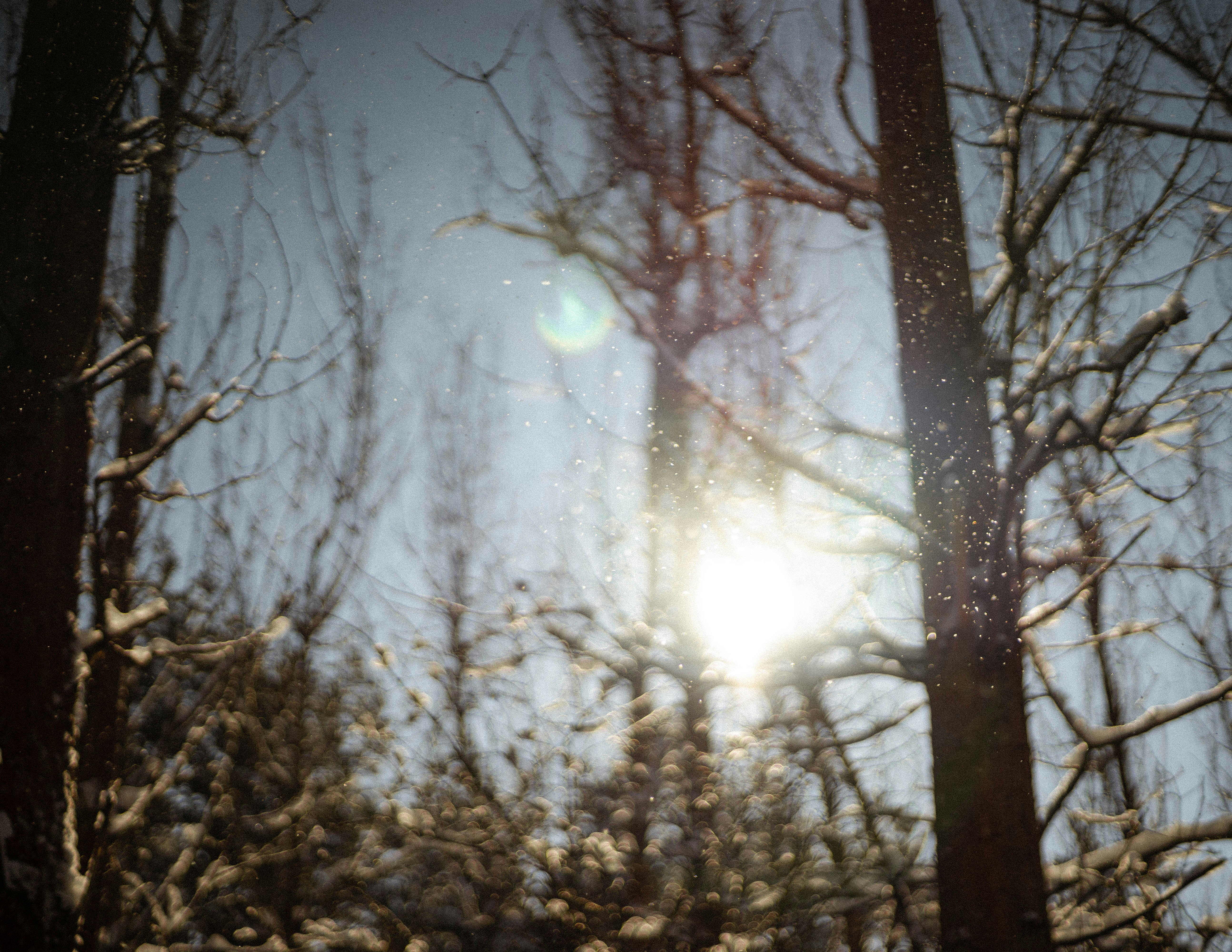 brown trees under white sky during daytime