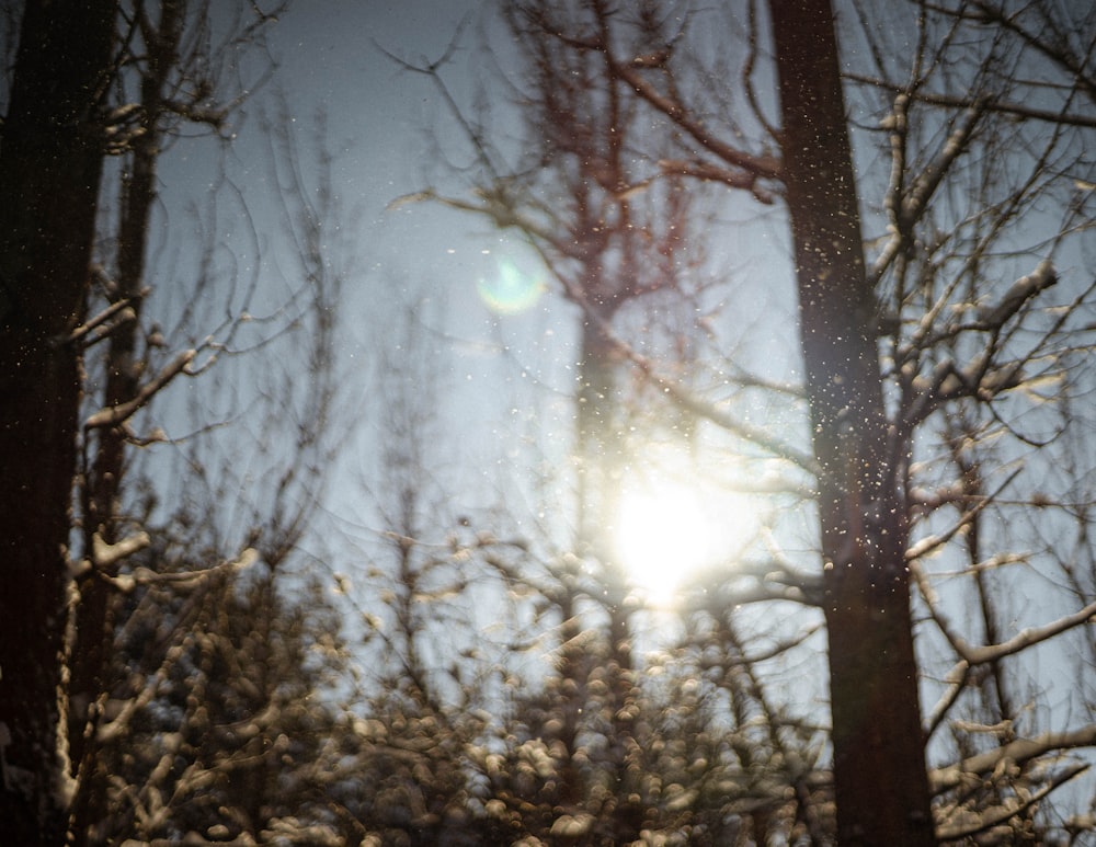 brown trees under white sky during daytime