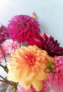 A vibrant bouquet of dahlias featuring petals in a variety of colors, including rich purple, bright pink, and soft orange. The flowers appear fresh and are arranged against a light background, which enhances their vivid colors and intricate petal structures.