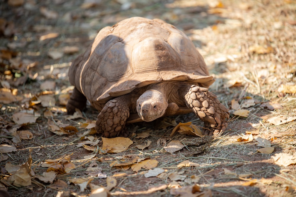 braune und schwarze Schildkröte auf braunen getrockneten Blättern