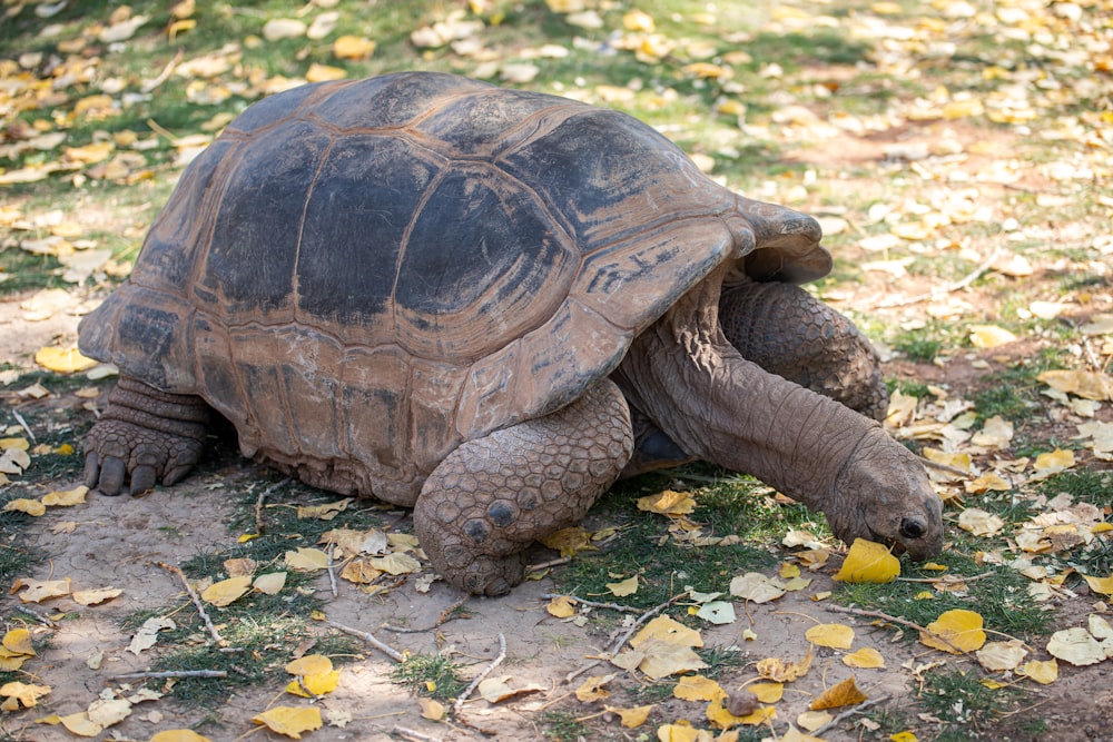 brown turtle on white and brown leaves