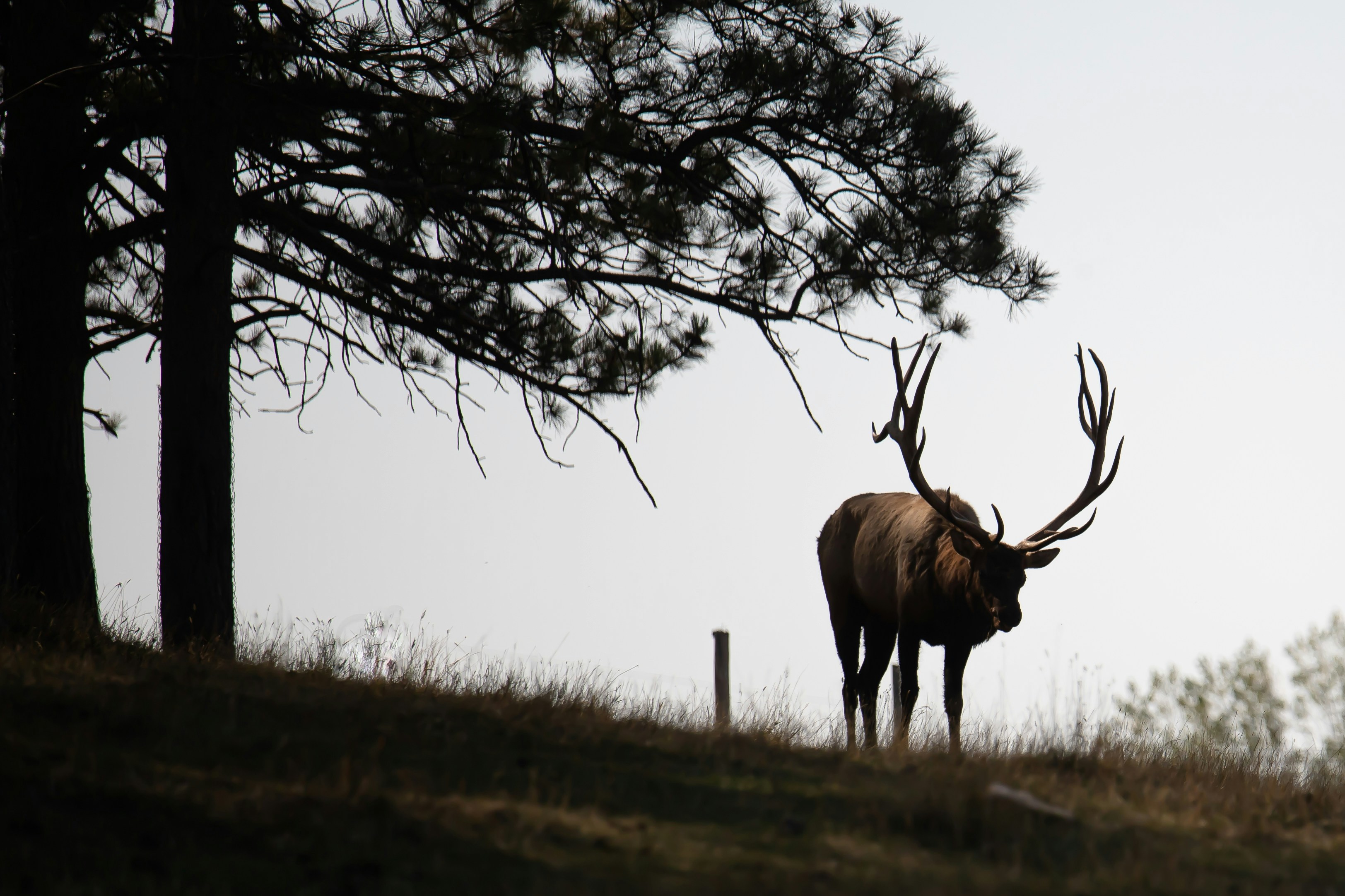 Market Call: Refreshing Pause For Bulls & Reindeer