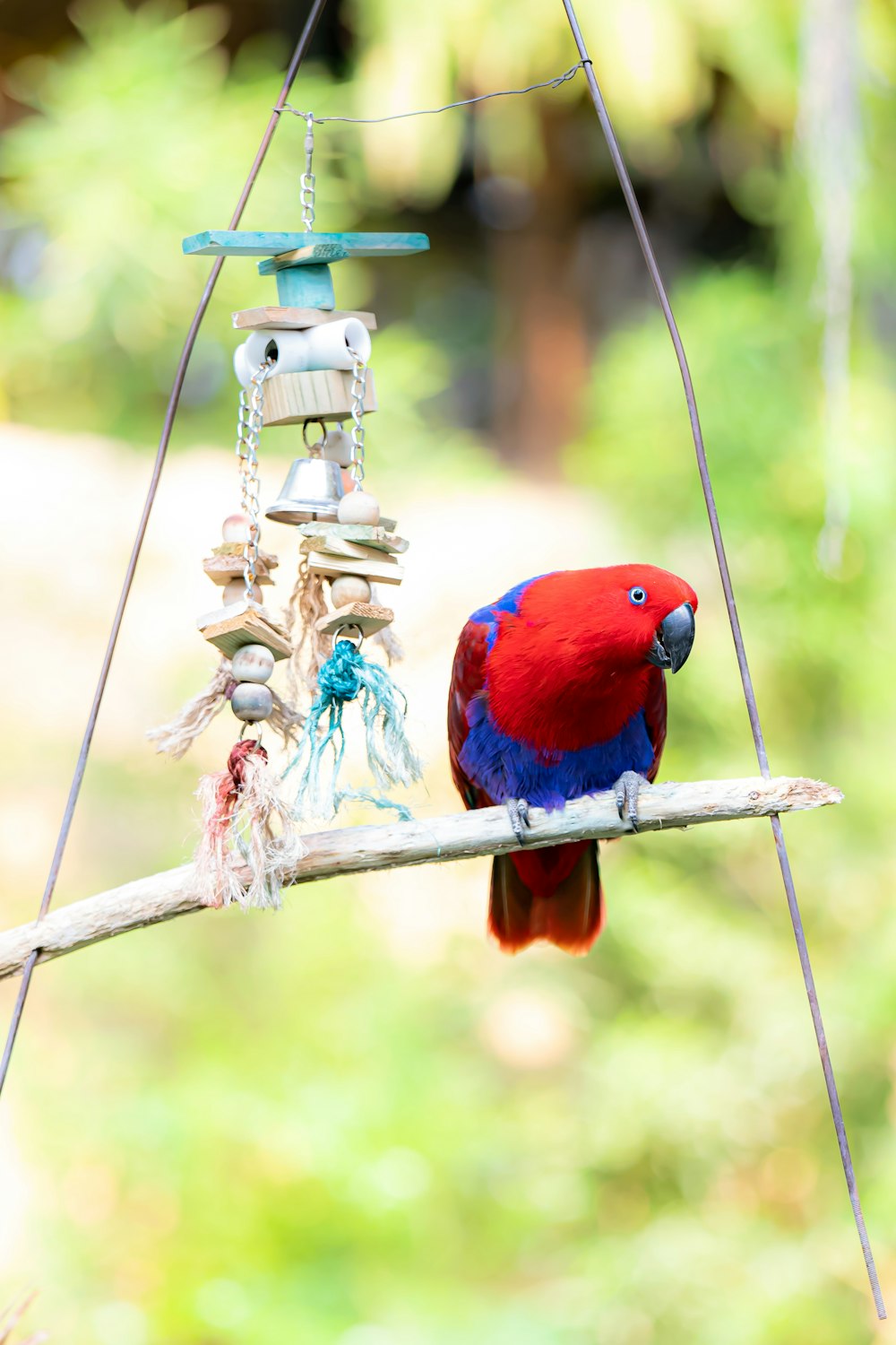 red and blue bird on brown tree branch during daytime