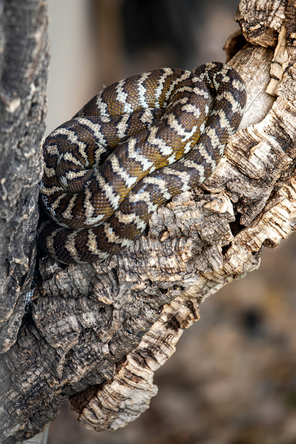 brown and black snake on brown tree