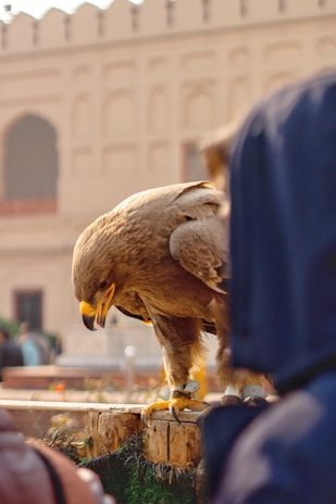 A large eagle is perched on a wooden surface with its head slightly bowed. It wears leg bands and seems to be in a public place, possibly a historical site or monument, as the background has architectural details like arched windows.