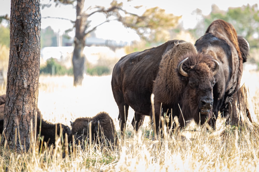 brown bison on green grass field during daytime