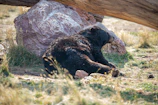 A bear sits on grassy ground, leaning against a large rock with a wooden log above. The scene is outdoors with a mix of sunlight and shade, creating a natural and serene setting.