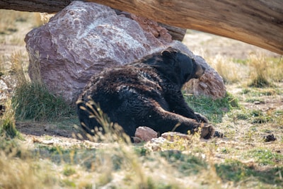 Little Bear and Fire sitting side by side, enjoying a quiet moment in the afternoon light.