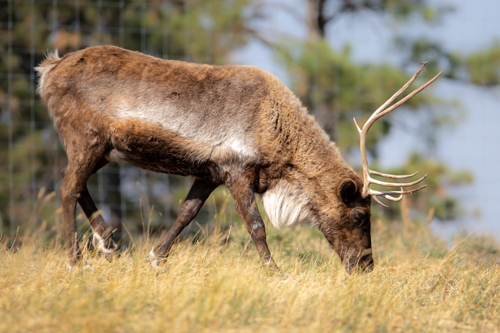 brown deer on green grass field during daytime