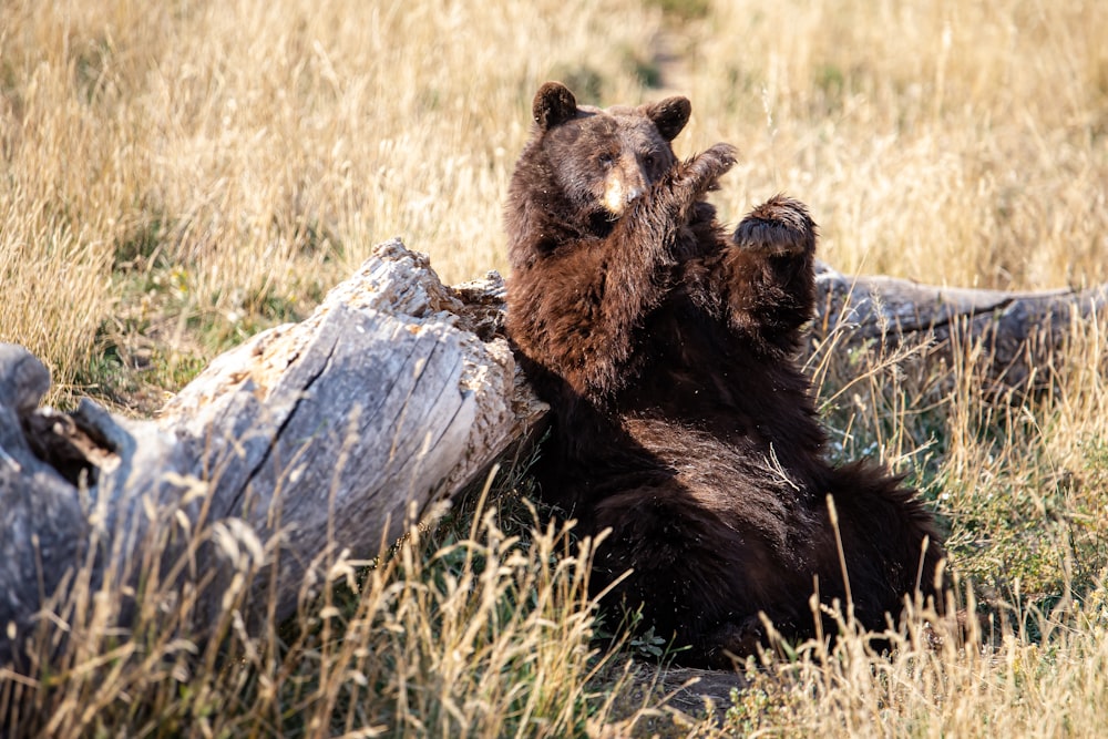 Oso pardo en la hierba verde durante el día