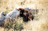 A bear with thick brown fur is sitting in a field of tall, dry grass next to a large fallen log. The scene has a natural and wild appearance, with the sunlight creating a soft, warm glow on the grass and the bear.