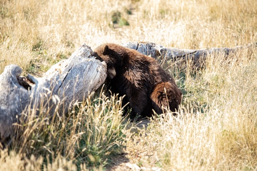 A bear with thick brown fur is sitting in a field of tall, dry grass next to a large fallen log. The scene has a natural and wild appearance, with the sunlight creating a soft, warm glow on the grass and the bear.