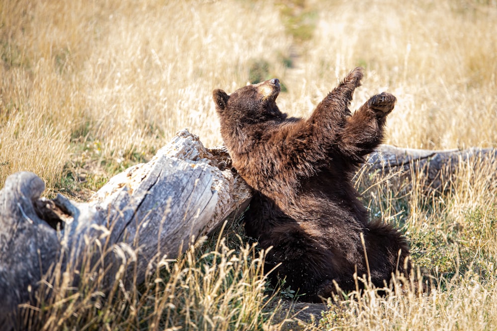 brown bear on green grass during daytime