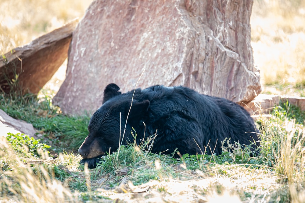 black bear on brown ground during daytime