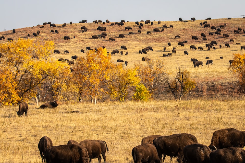 herd of sheep on brown grass field during daytime