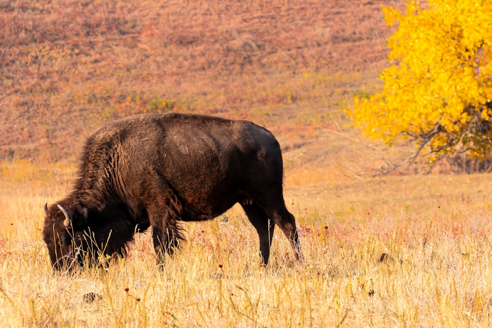 brown cow on brown grass field during daytime