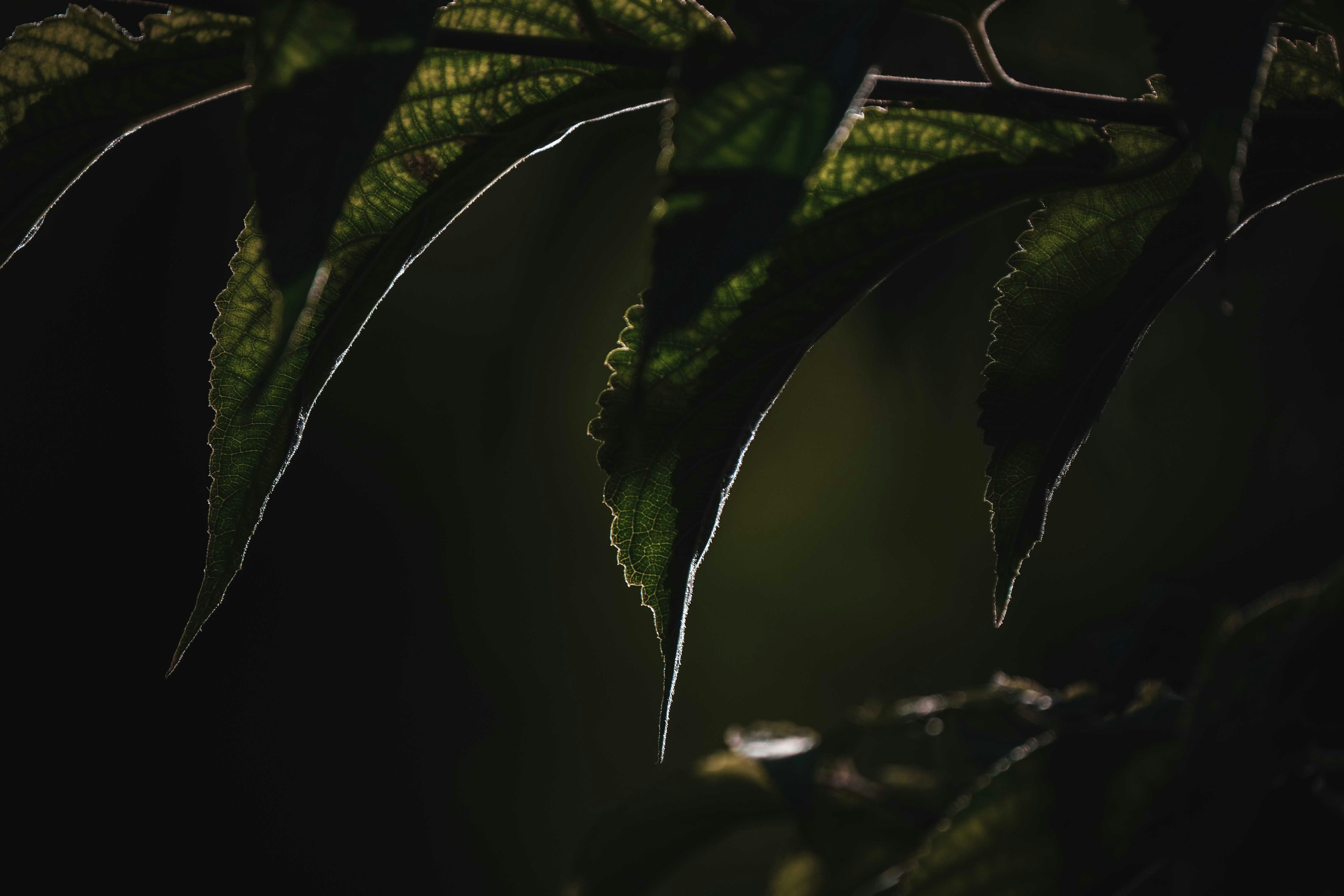 Photo by francesco_ungaro