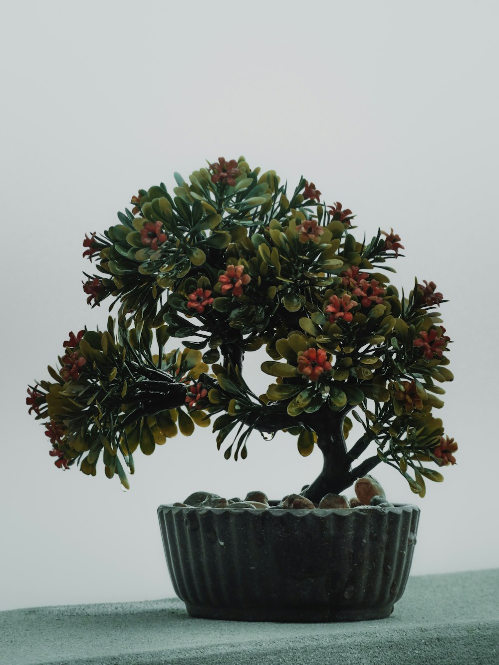 planta vermelha e verde no vaso de cerâmica azul