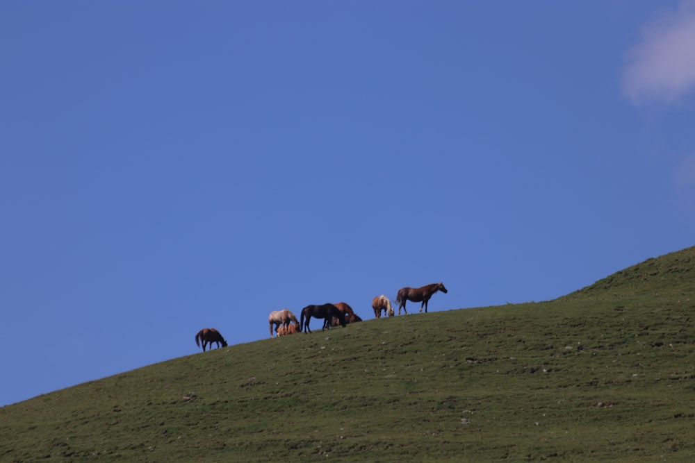 caballos en el campo de hierba verde bajo el cielo azul durante el día