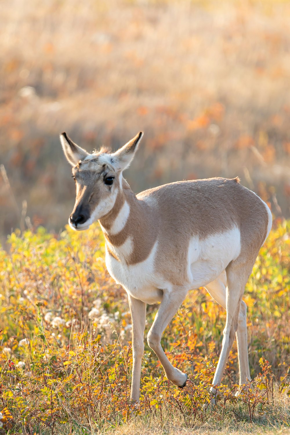 brown and white deer on brown grass field during daytime