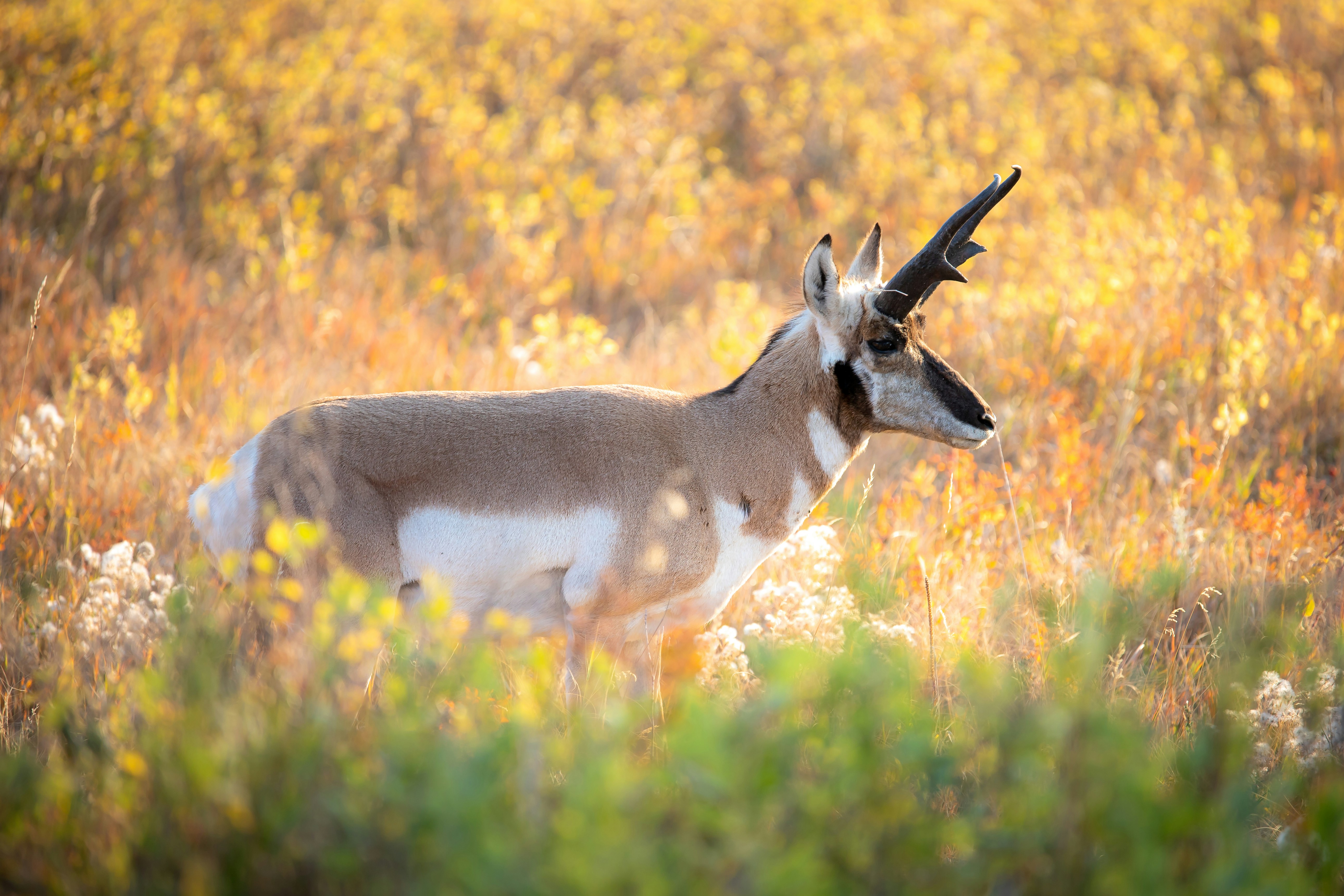 cerfs blancs et bruns sur un champ d’herbe jaune pendant la journée