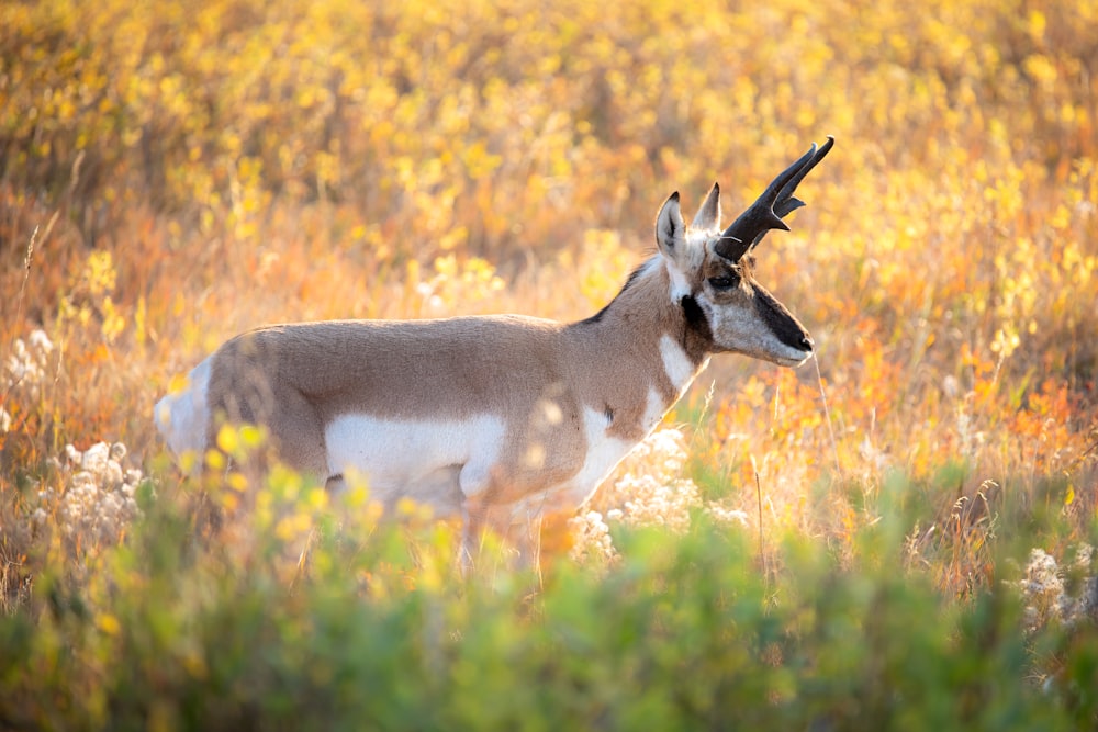 white and brown deer on yellow grass field during daytime