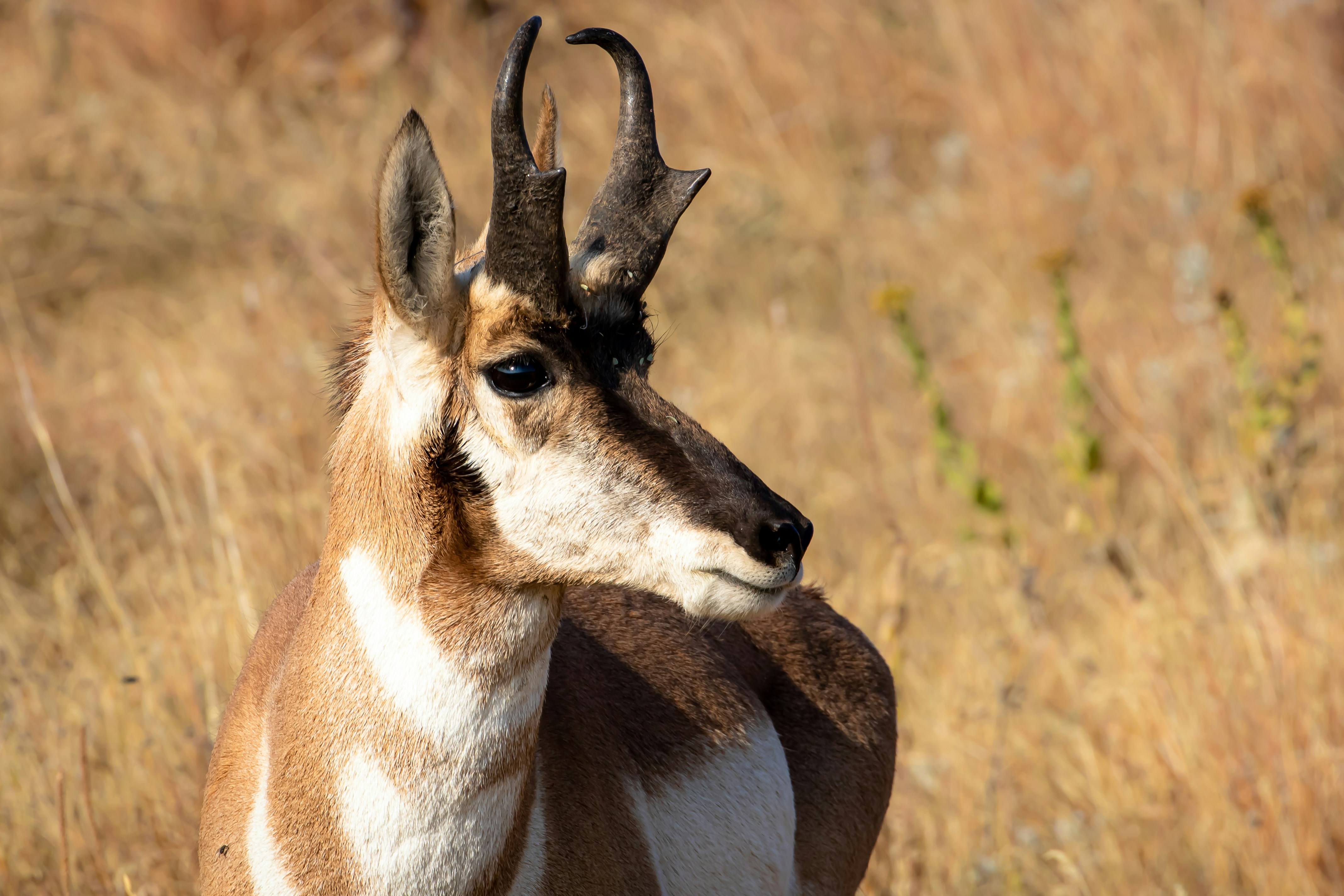 Cerfs bruns et blancs sur un champ d’herbe brune pendant la journée
