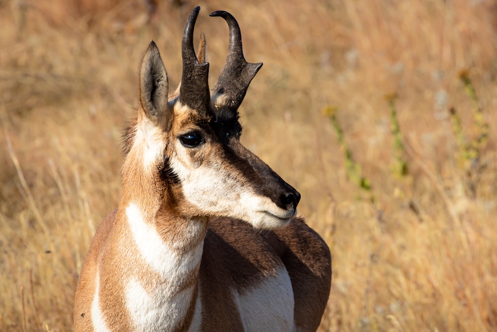 brown and white deer on brown grass field during daytime