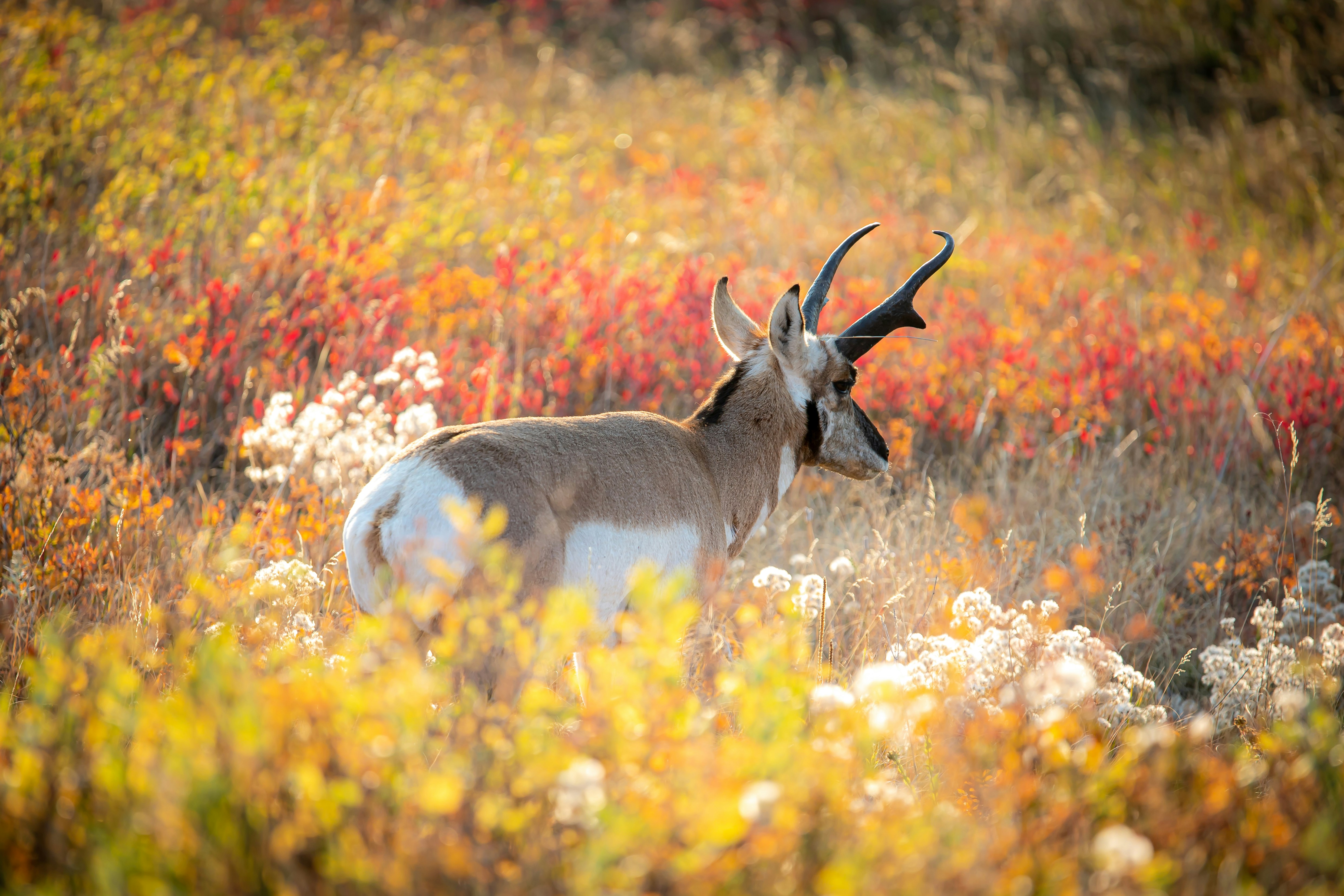 cerf brun sur le champ de fleurs jaunes et rouges pendant la journée