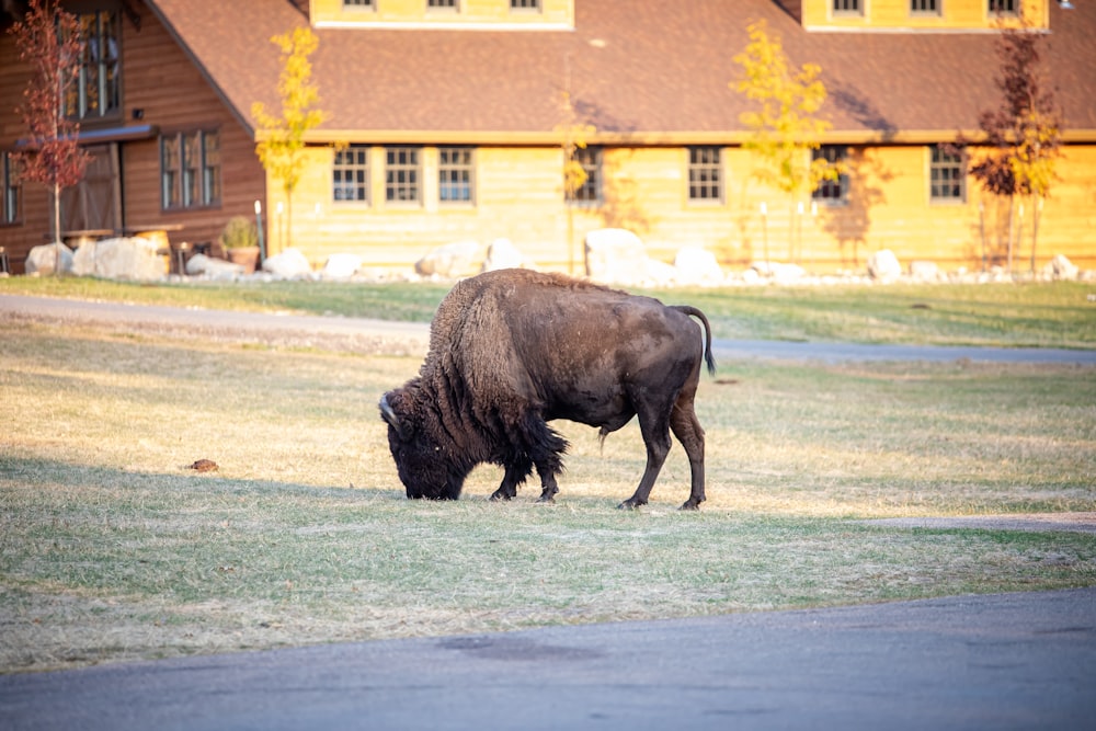 brown bison on snow covered ground during daytime