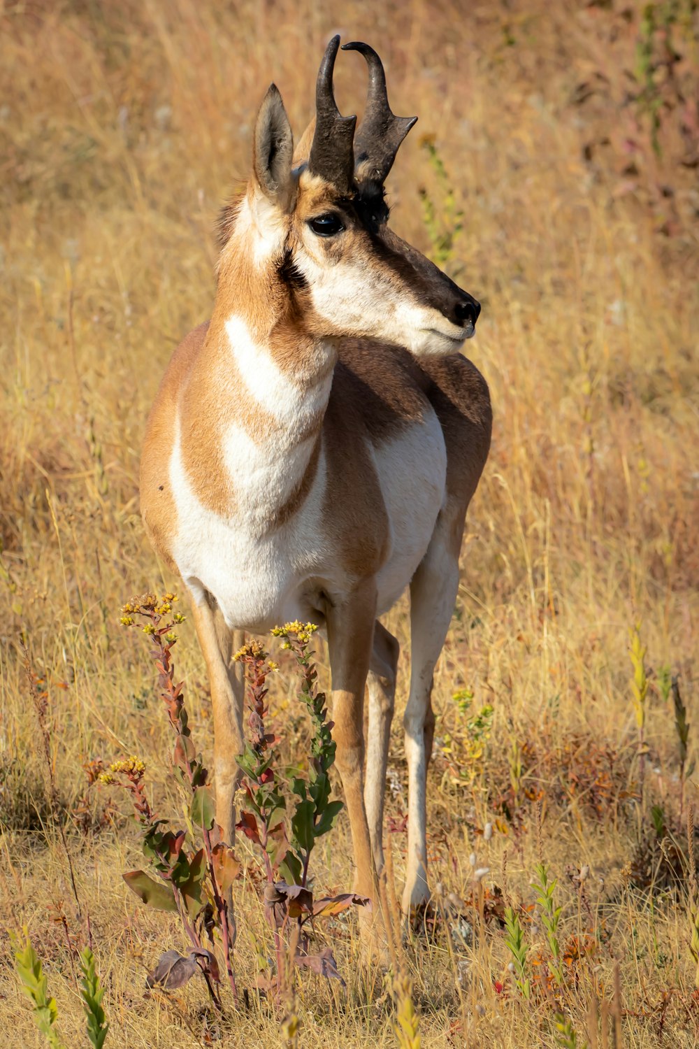 brown and white deer on brown grass field during daytime