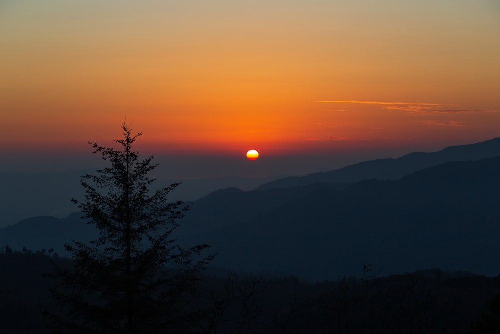 silhouette of trees during sunset