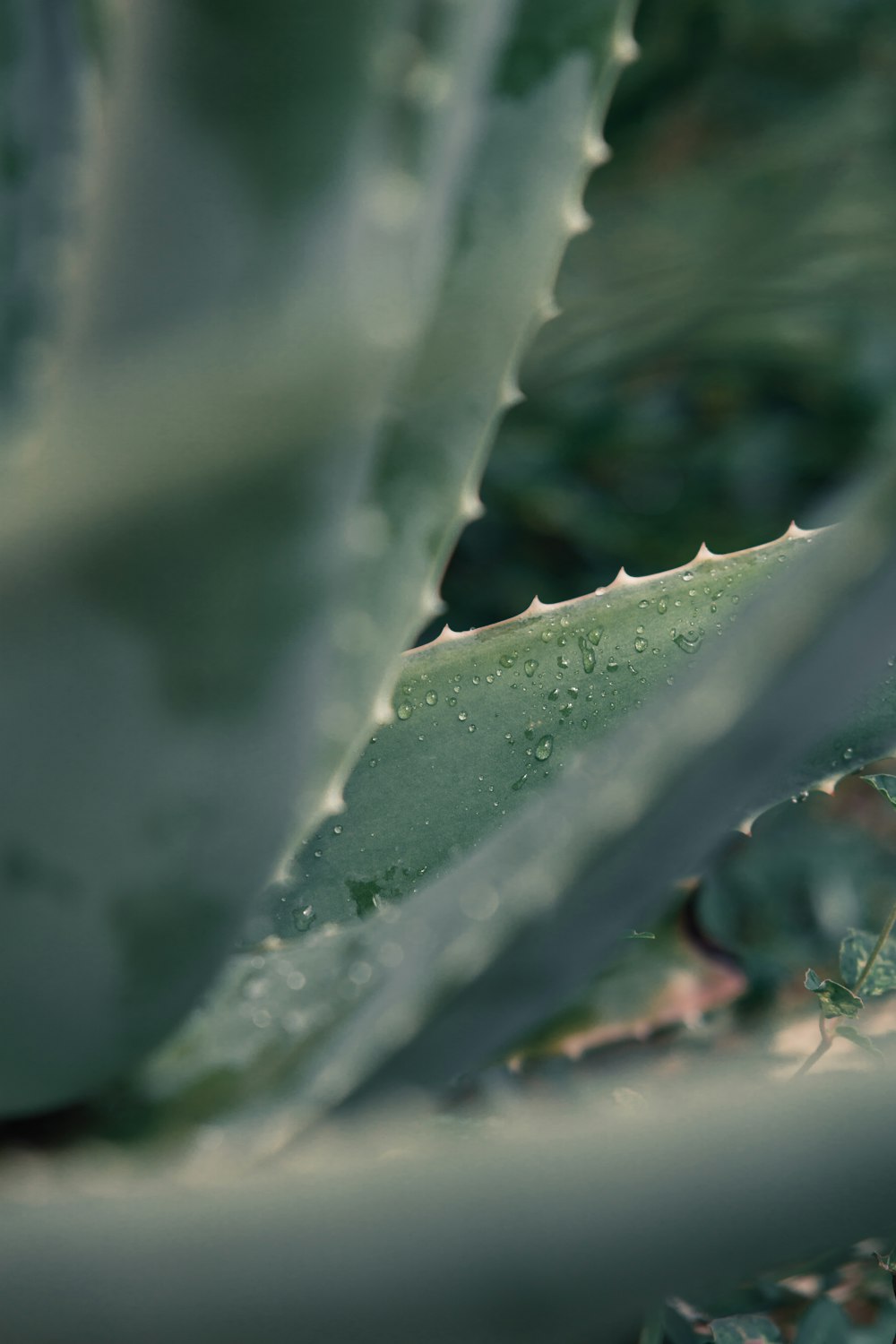 green plant with water droplets