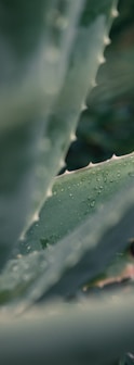 green plant with water droplets