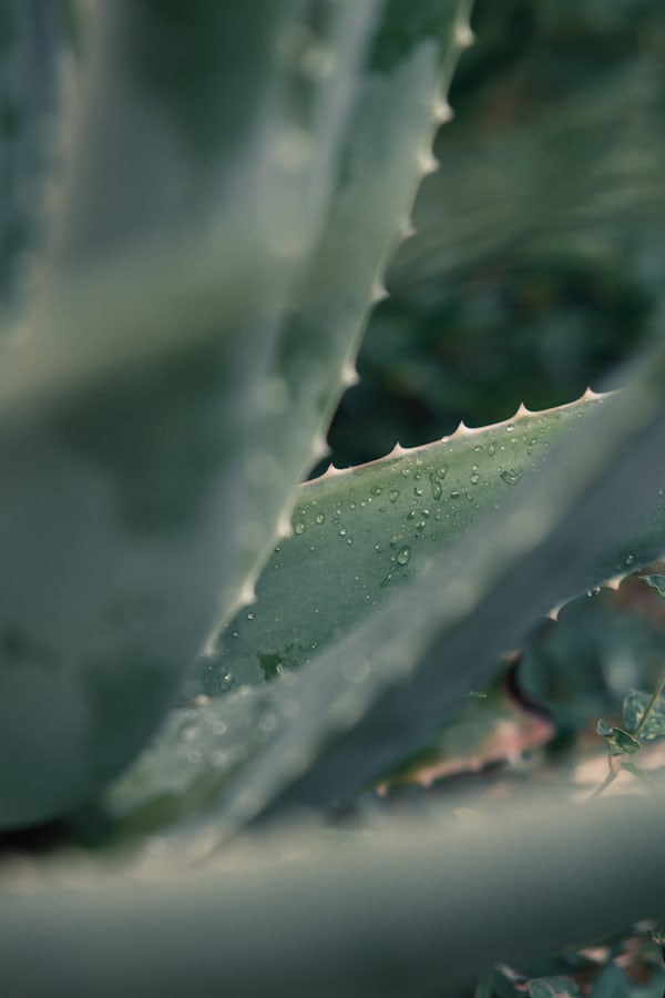 Aloe vera gel