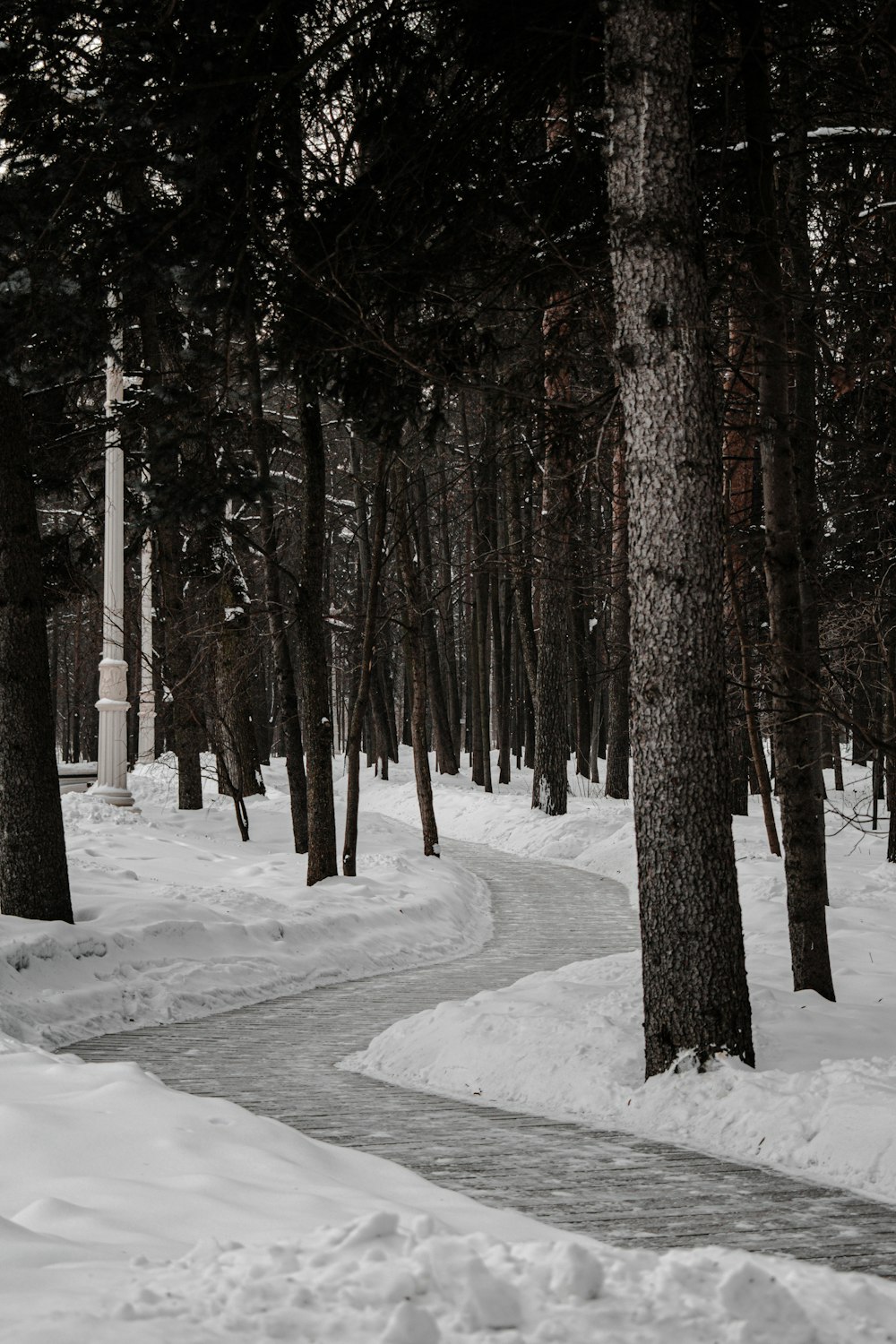 brown trees on snow covered ground during daytime