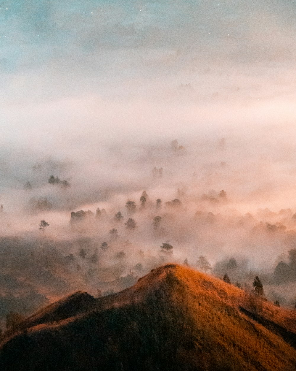 birds flying over the clouds