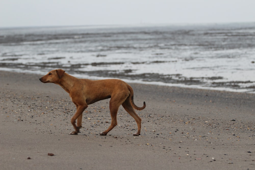 brauner Kurzmantel mittlerer Hund tagsüber am Strand