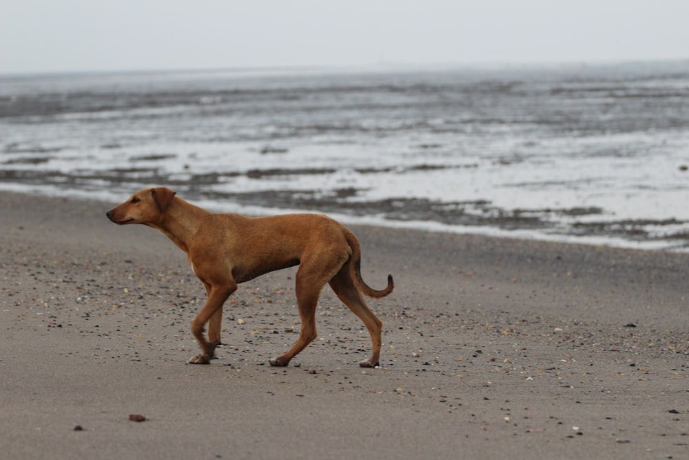 brown short coat medium dog on beach during daytime