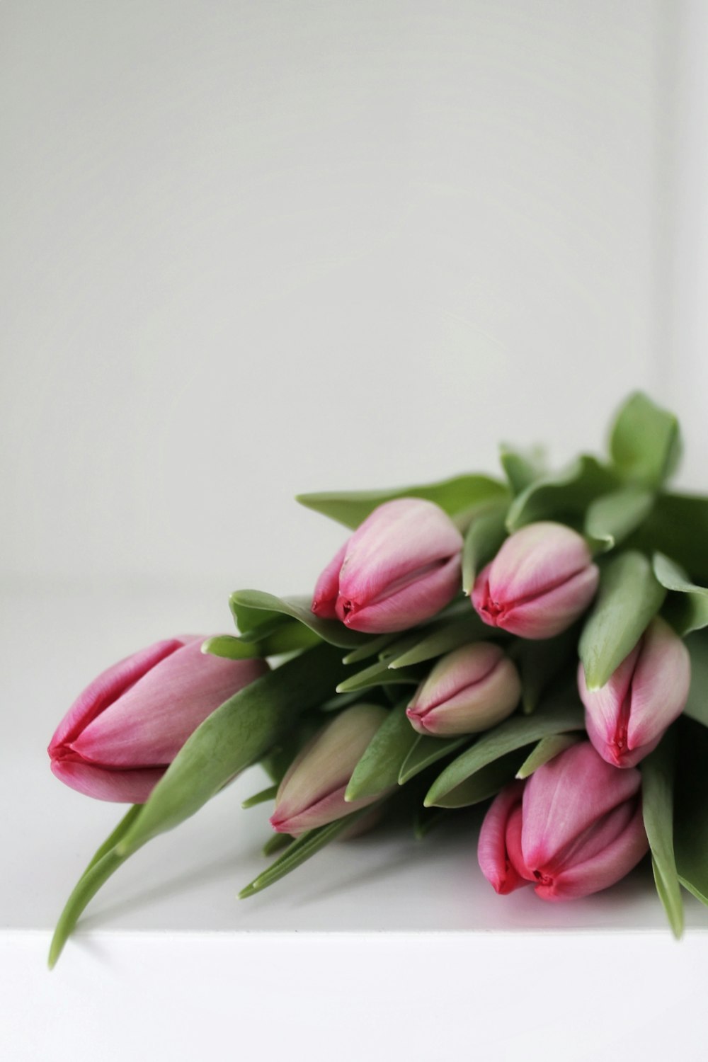 pink tulips in white background