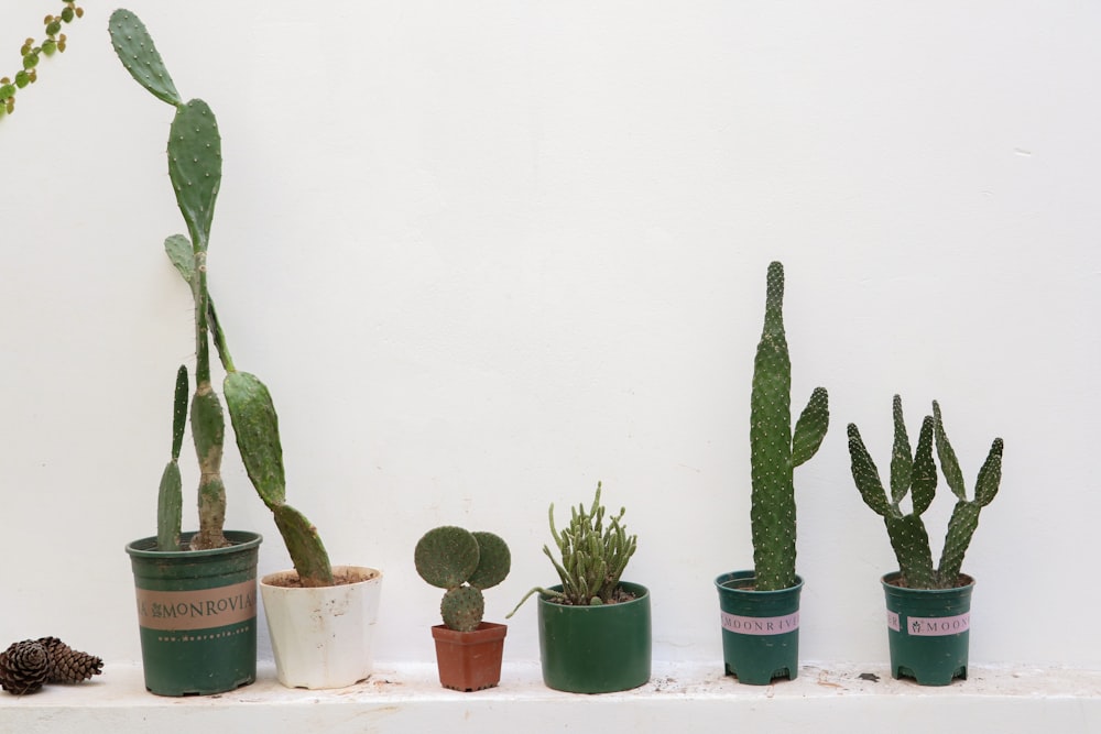 green cactus plant on white plastic pot