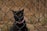 A black cat with bright yellow eyes is staring through a chain-link fence. The cat is wearing a pink collar with a tag. The background consists of dry foliage and a blurry, earthy terrain.