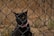 A black cat with bright yellow eyes is staring through a chain-link fence. The cat is wearing a pink collar with a tag. The background consists of dry foliage and a blurry, earthy terrain.