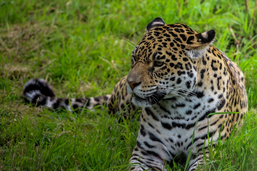 black and white cheetah on green grass during daytime