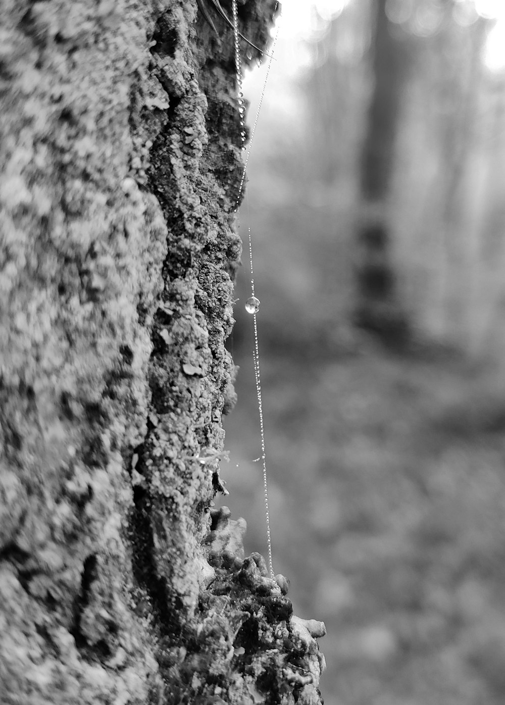 grayscale photo of water dew on tree trunk