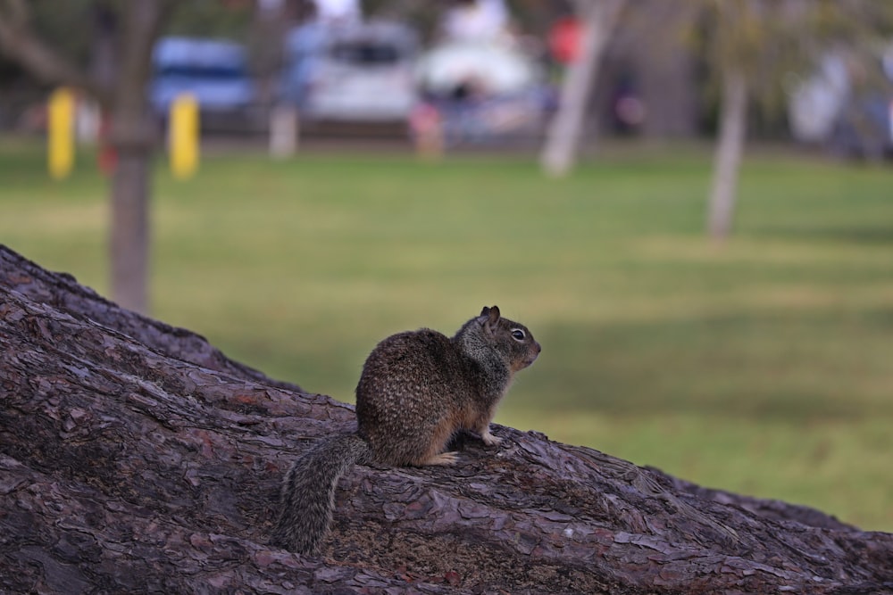 brown squirrel on brown tree trunk during daytime