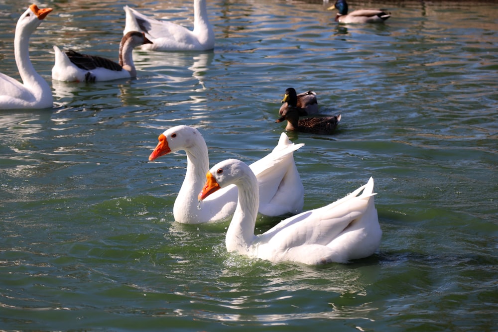 white swan on water during daytime