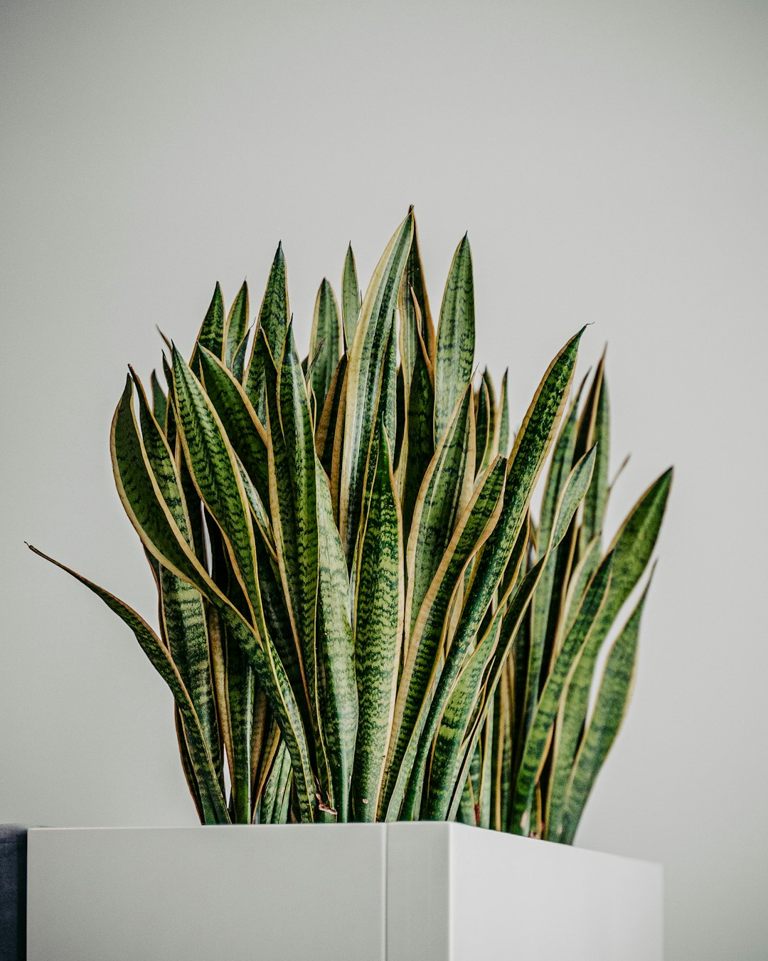 green plant on white table