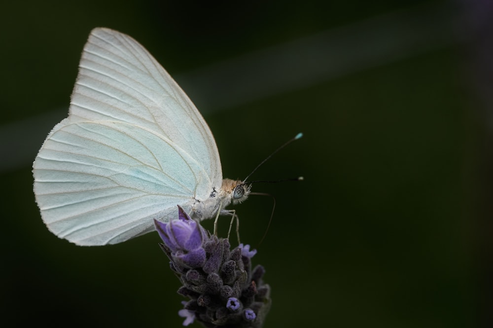Mariposa blanca posada en flor púrpura en fotografía de primer plano durante el día