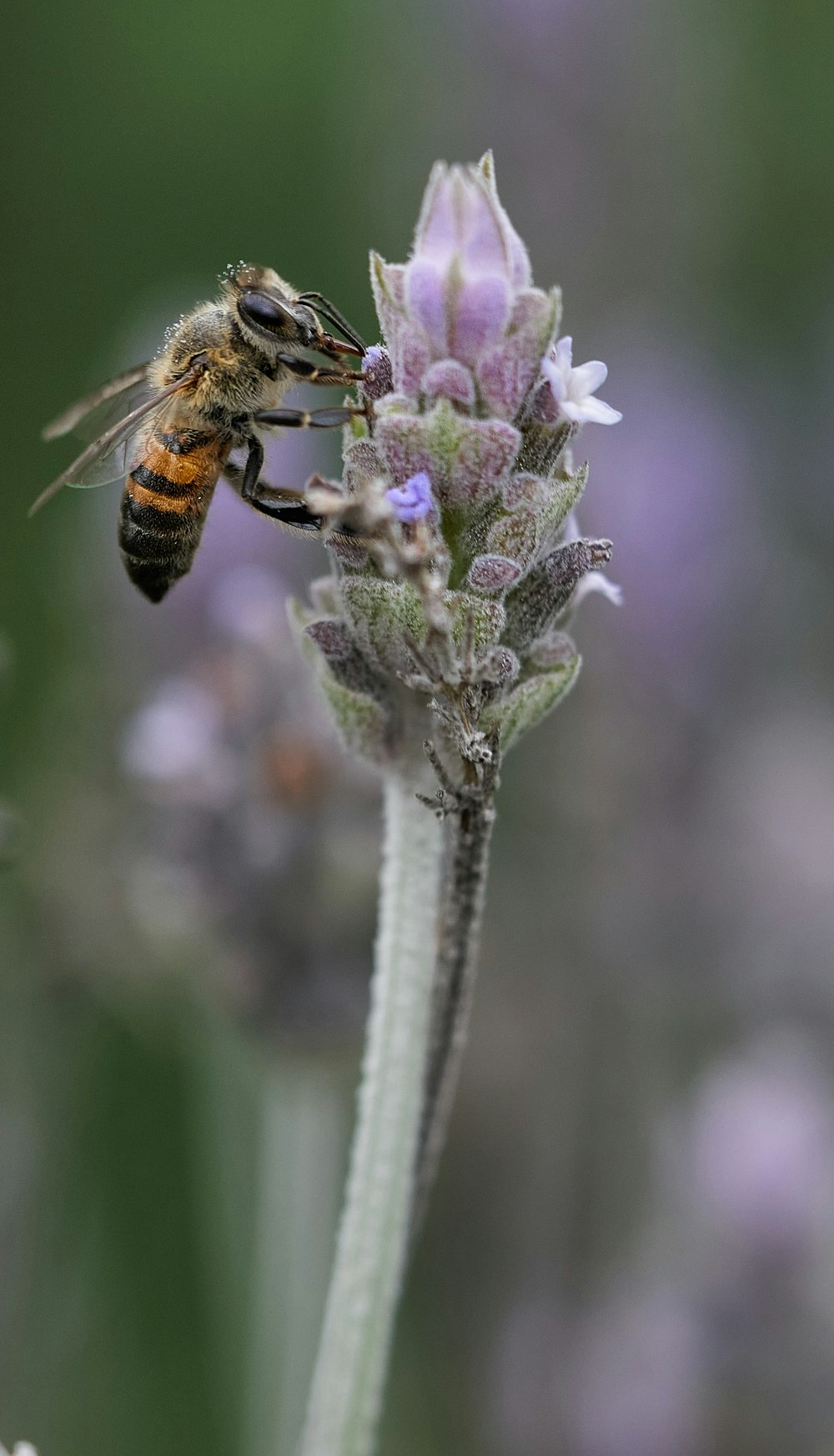 honeybee perched on purple flower in close up photography during daytime